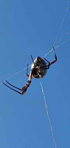 Australische Goldene Seidenspinne — Bild 2 von 8