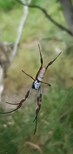 Australische Goldene Seidenspinne — Bild 5 von 8