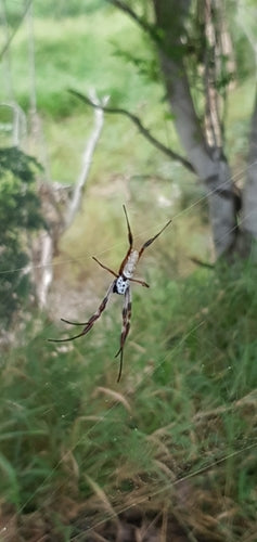 Australische Goldene Seidenspinne — Bild 4 von 8