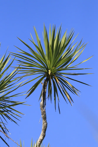 Australische Kohlpalme — Bild 4 von 9