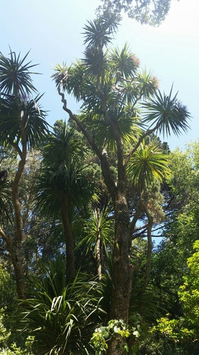 Australische Kohlpalme — Bild 3 von 9