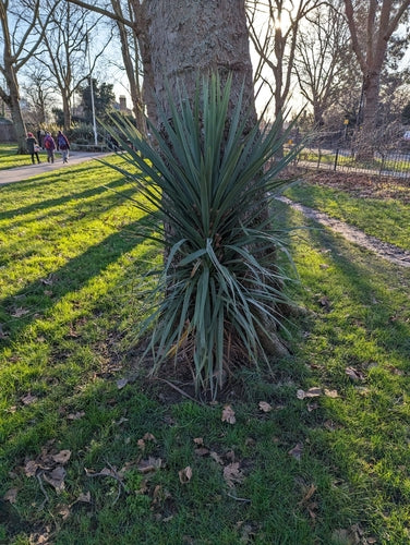 Australische Kohlpalme — Bild 5 von 9