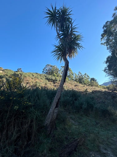 Australische Kohlpalme — Bild 2 von 9