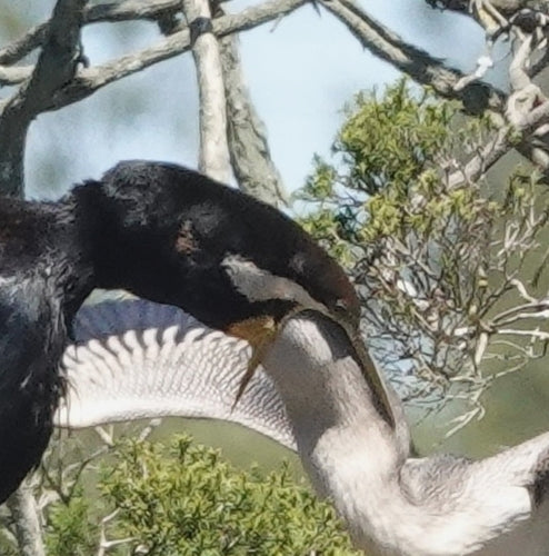 Australischer Schlangenhalsvogel — Bild 5 von 8
