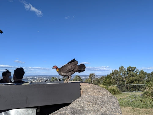 Australisches Buschhuhn — Bild 5 von 8