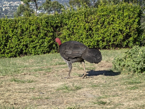 Australisches Buschhuhn — Bild 3 von 8