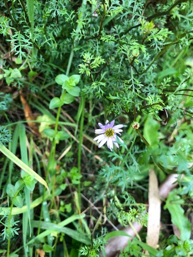 Australisches Gänseblümchen — Bild 5 von 8