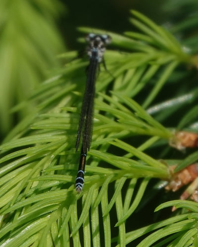 Azurjungfer (Gattung Coenagrion) — Bild 5 von 10
