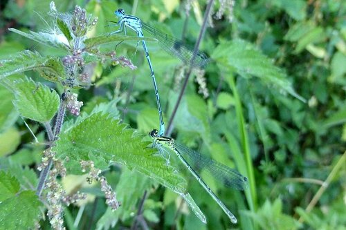 Azurjungfer (Gattung Coenagrion) — Bild 4 von 10