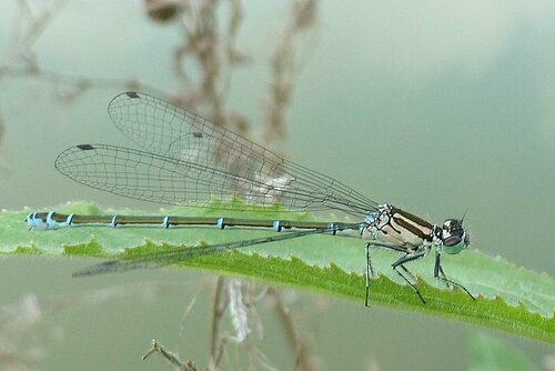 Azurjungfer (Gattung Coenagrion) — Bild 3 von 10
