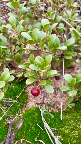 Baerentraube — Bild 3 von 8