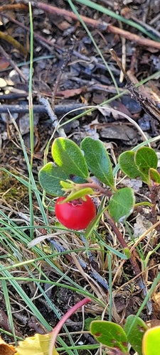 Baerentraube — Bild 4 von 8