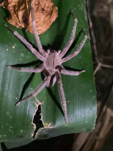 Bananenspinne — Bild 1 von 8