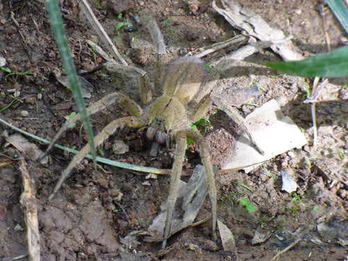 Bananenspinne — Bild 2 von 8