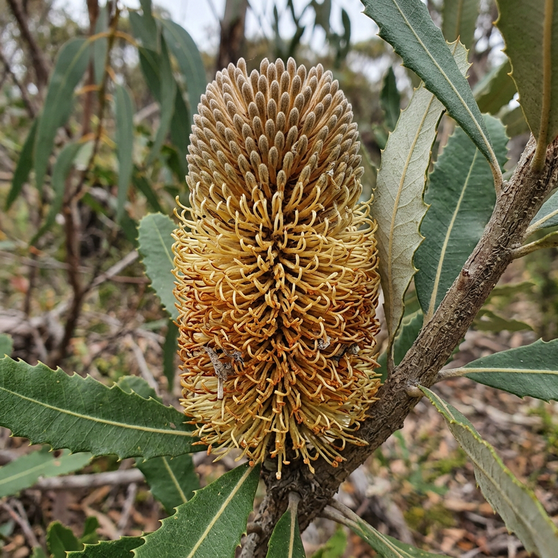 Banksien (Banksia), KI-Illustration
