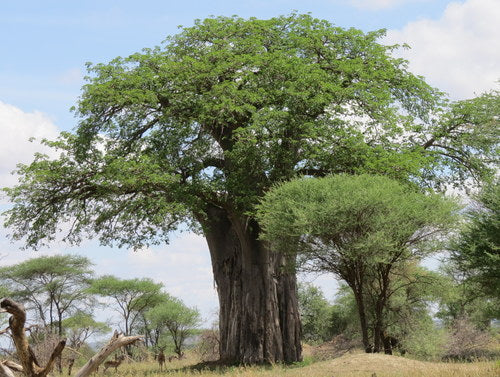 Baobab — Bild 5 von 8