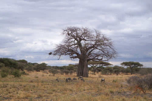 Baobab — Bild 3 von 8