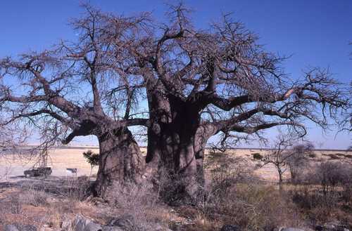 Baobab — Bild 2 von 8
