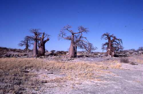 Baobab — Bild 1 von 8