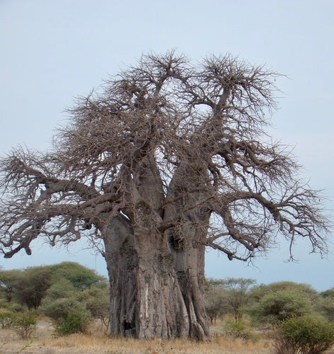 Baobab — Bild 4 von 8