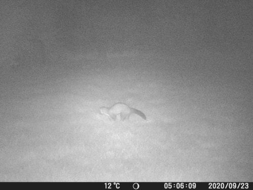 Baummarder — Bild 2 von 8