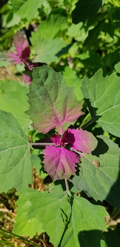 Baumspinat — Bild 3 von 8