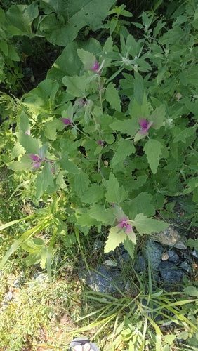 Baumspinat — Bild 1 von 8