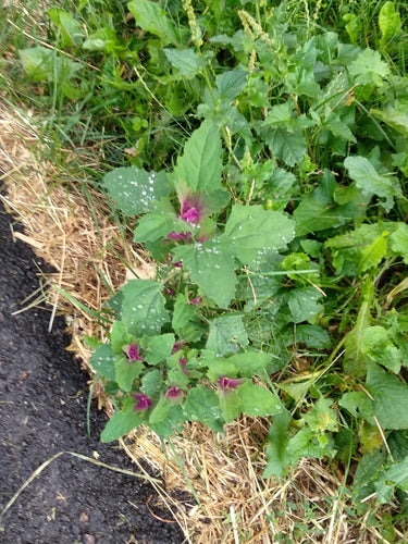 Baumspinat — Bild 2 von 8