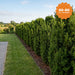 Becher-Eibe 'Hicksii' – Ballen, 60–80 cm