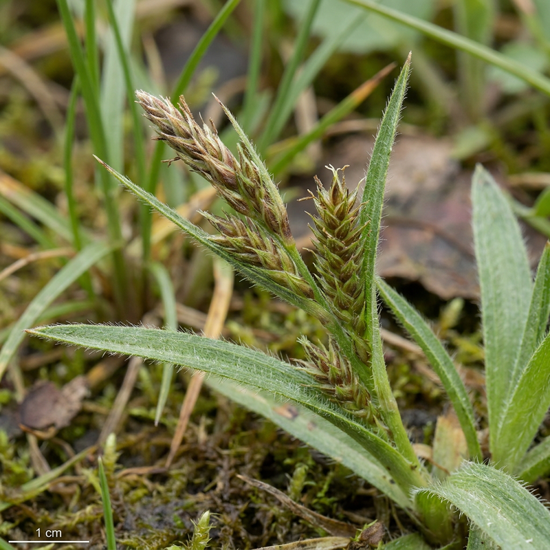 Behaarte Segge (Carex hirta), KI-Illustration