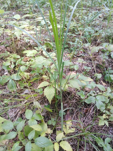 Behaarte Segge — Bild 3 von 9
