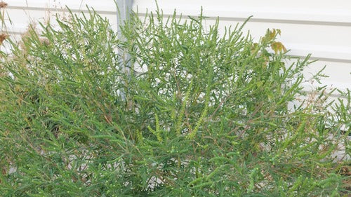 Beifuss — Bild 4 von 11