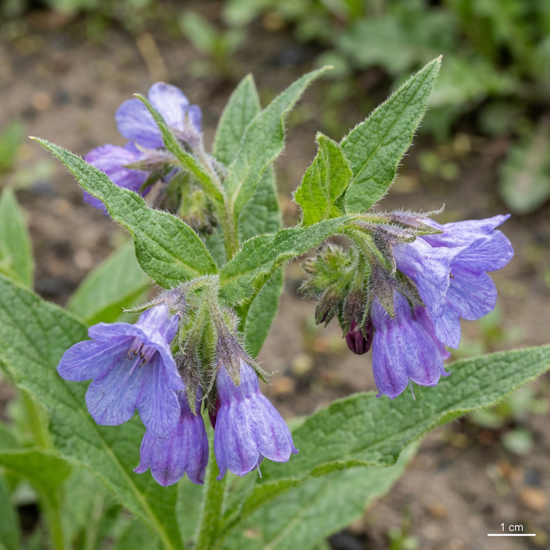 Beinwell (Symphytum officinale), KI-Illustration