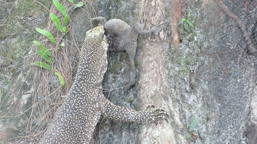 Bengal-Waran — Bild 2 von 8