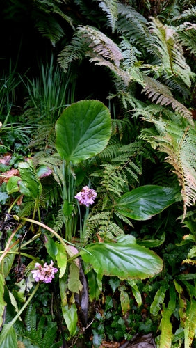 Bergenie — Bild 1