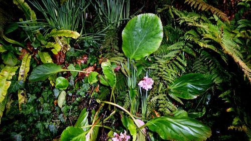 Bergenie — Bild 2