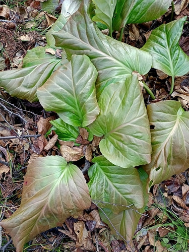 Bergenie — Bild 4