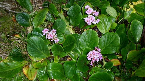 Bergenie — Bild 3