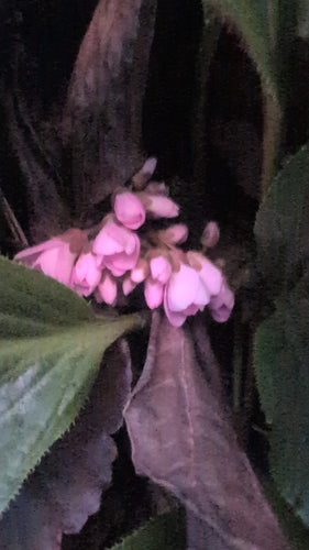 Bergenie — Bild 5