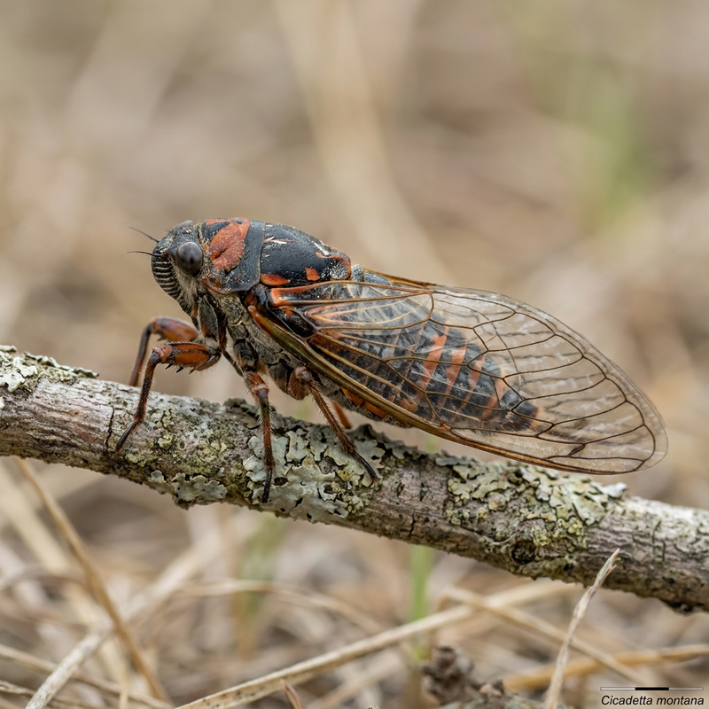 Bergzikade (Cicadetta montana), KI-Illustration