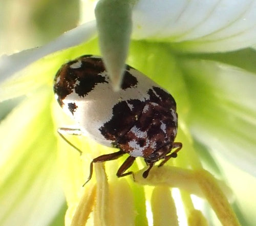 Bibernellen Blütenkäfer — Bild 4 von 8