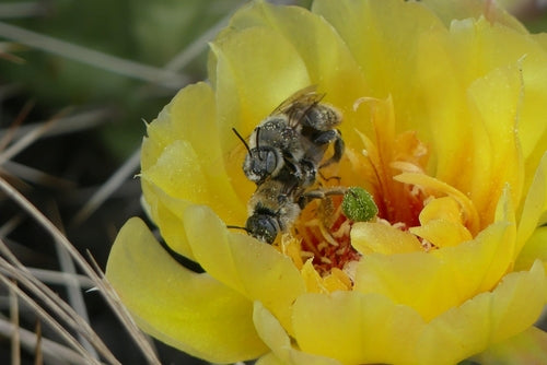 Bienen — Bild 2