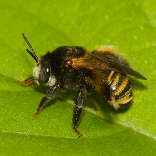 Bienen — Bild 3 von 51