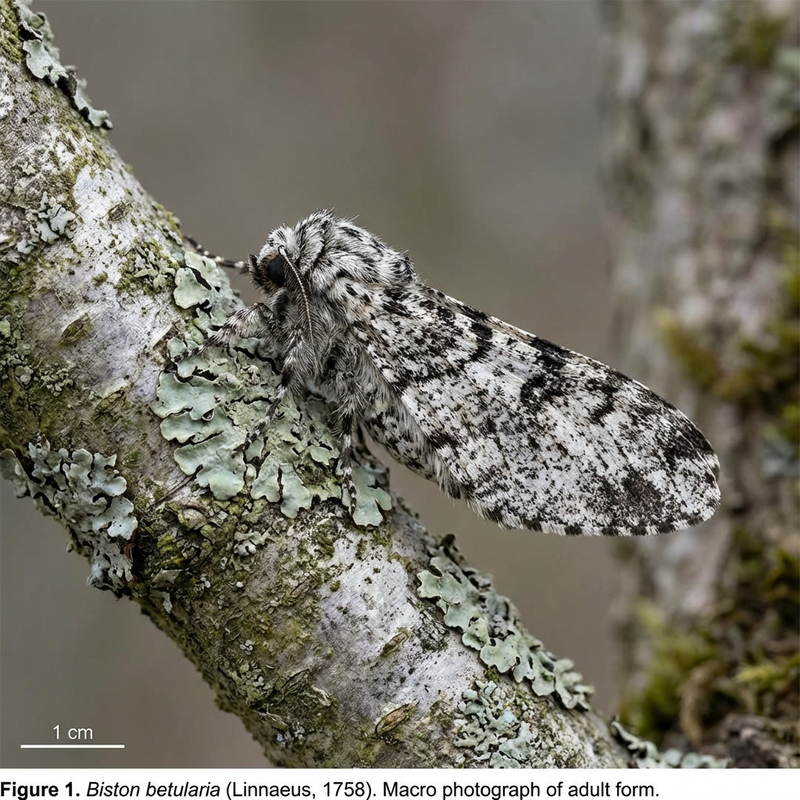 Birkenspanner (Biston betularia), KI-Illustration