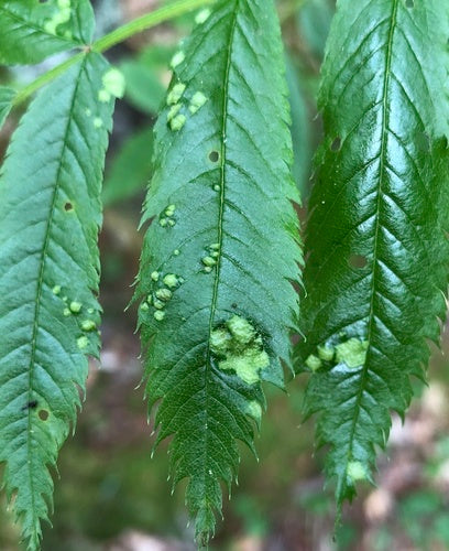 Birnenpockenmilbe — Bild 3 von 9