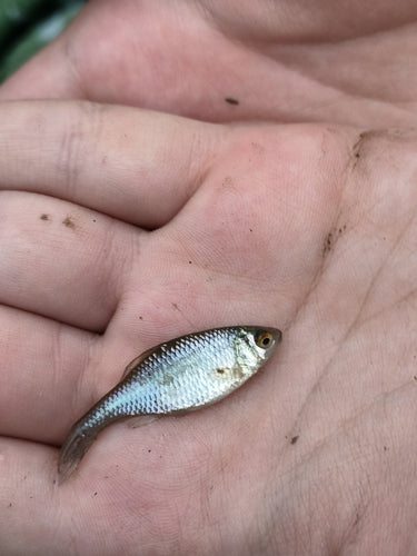 Bitterling — Bild 2 von 9