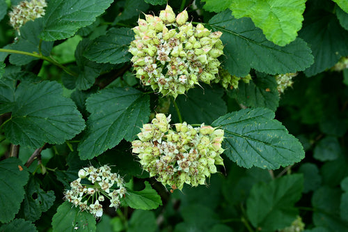 Blasenspiere — Bild 5 von 12