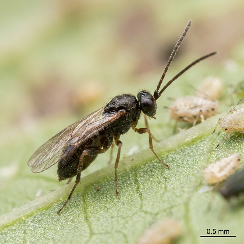 Blattlausschlupfwespe (Aphidius colemani), KI-Illustration