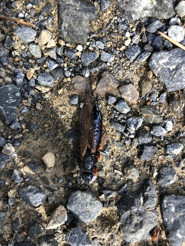 Blaue Fichtenholzwespe — Bild 3 von 7