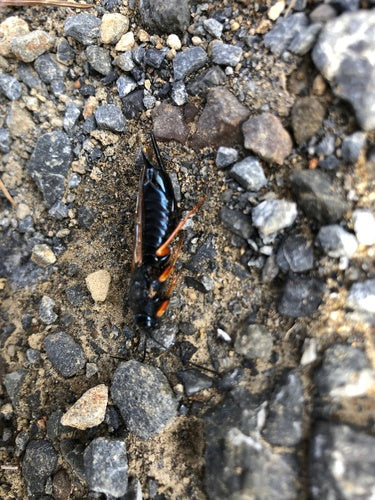 Blaue Fichtenholzwespe — Bild 1 von 7